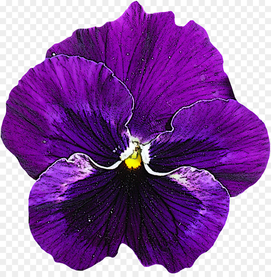 Фиолетовые Цветы Фиалки
