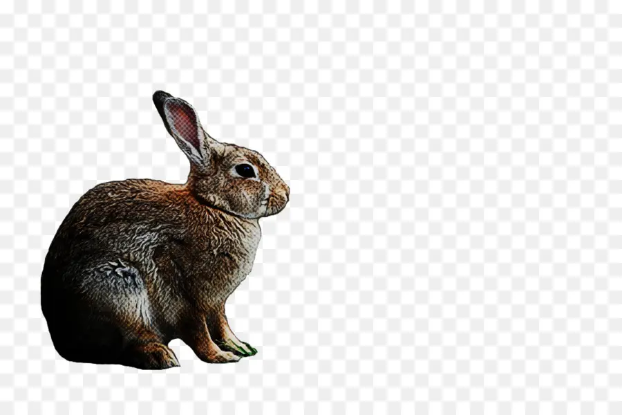 кролик，кролики и зайцы PNG