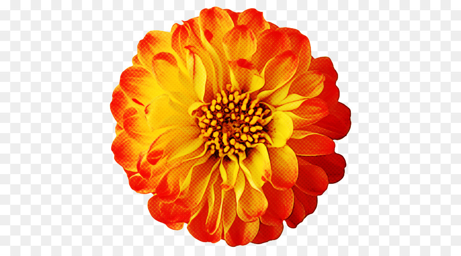 цветок，оранжевый PNG