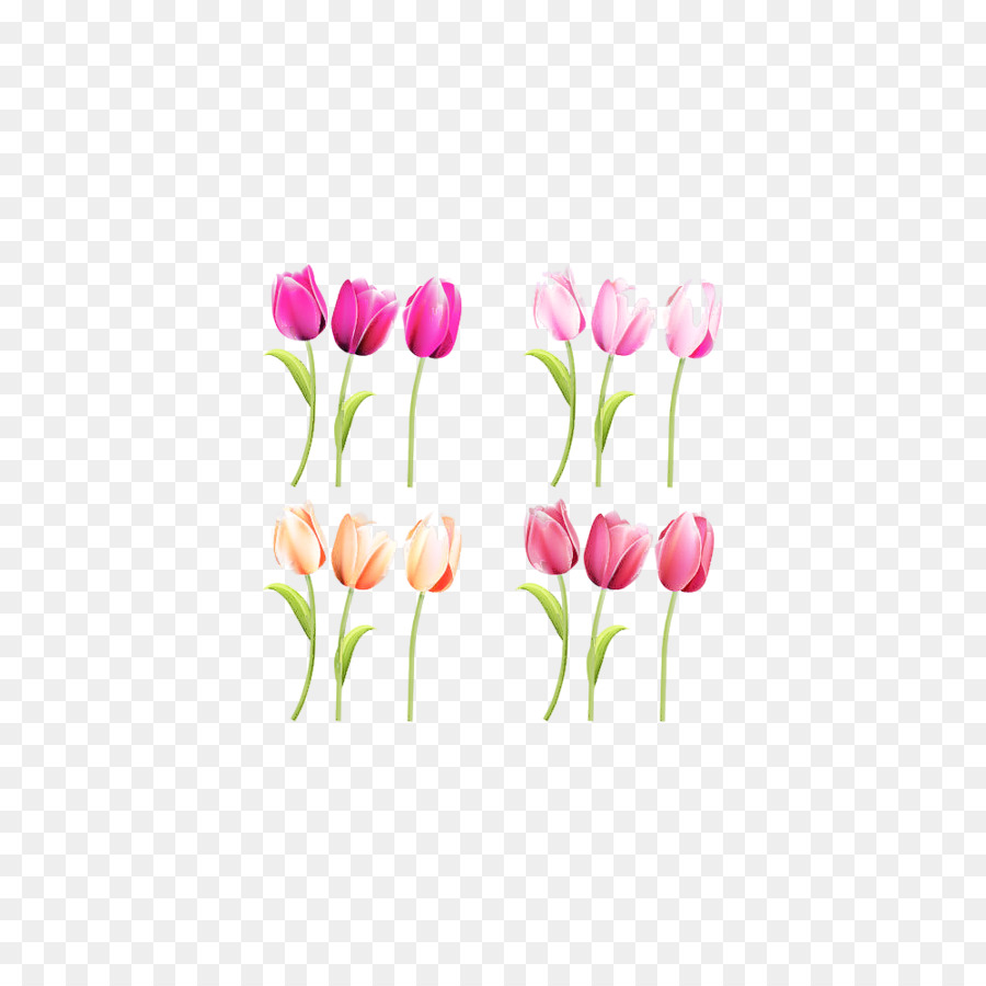 Тюльпан，цветок PNG