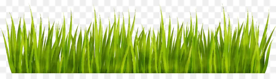 зеленый，трава PNG