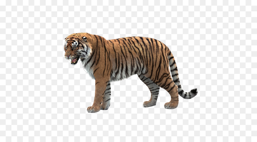 тигр，бенгальский тигр PNG