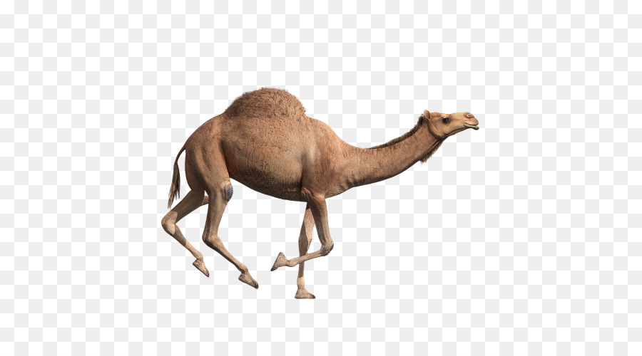 верблюд，Аравийский верблюд PNG
