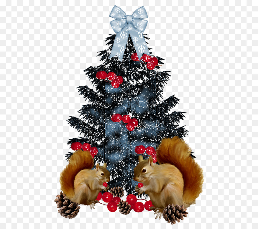 Рождественская елка，Колорадо ель PNG