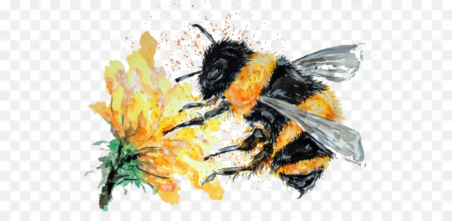 Шмель，пчела PNG
