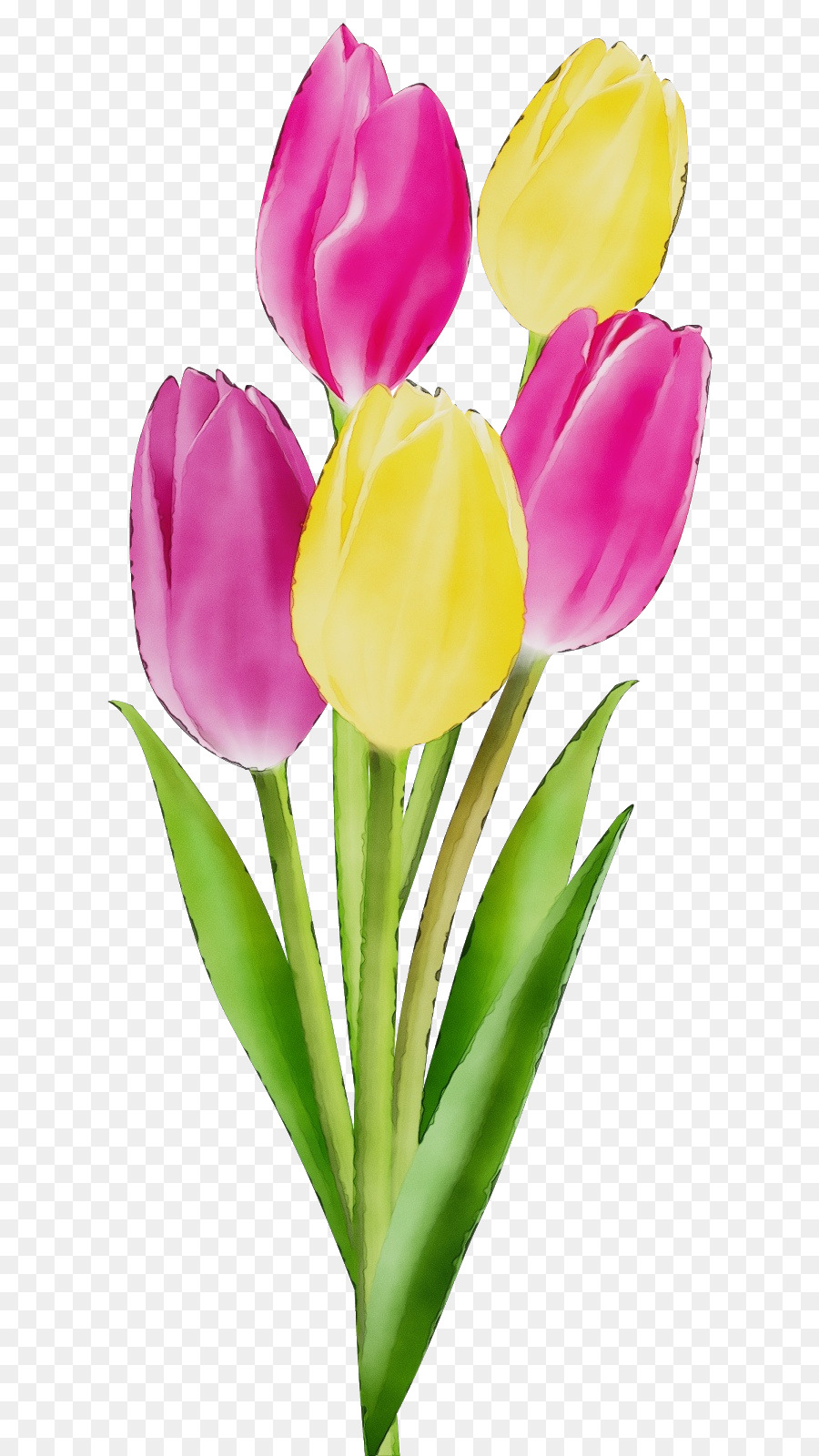цветок，Тюльпан PNG