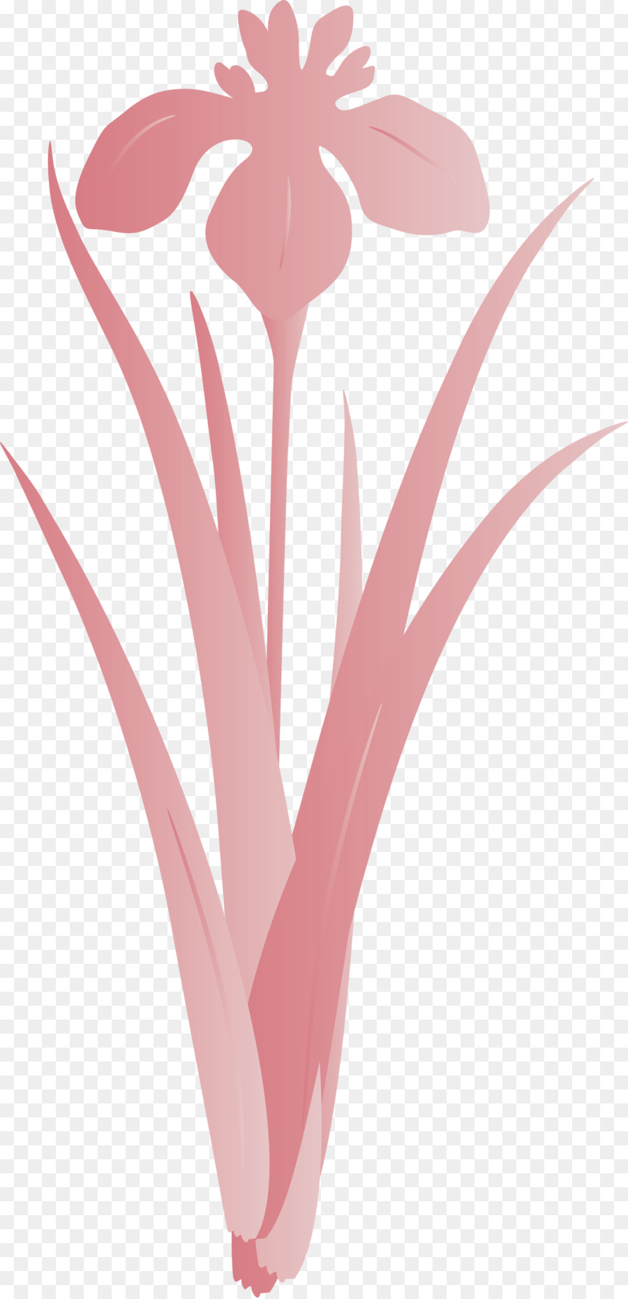 розовый，растение PNG