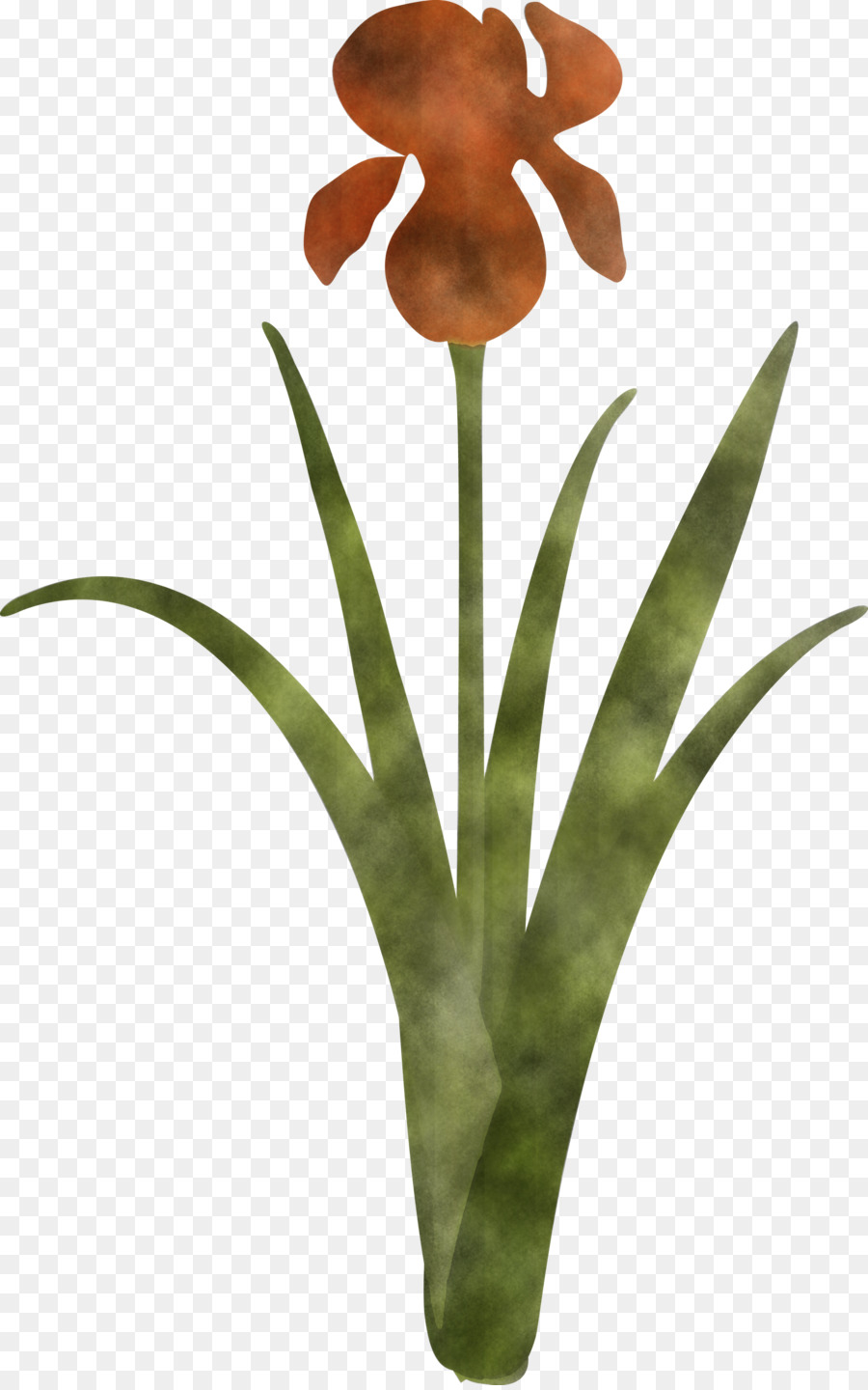 цветок，растение PNG
