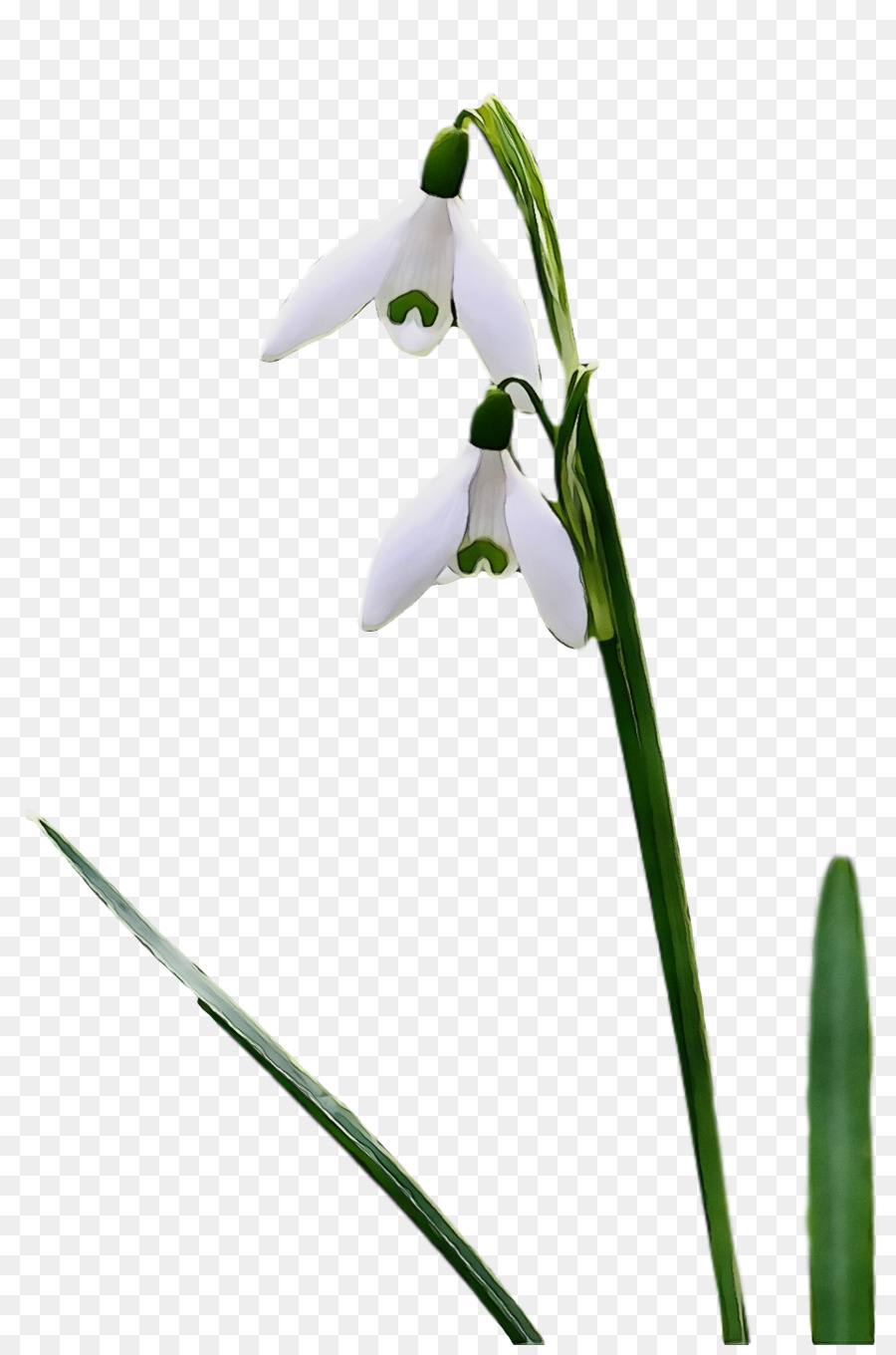 цветок，Галантус PNG