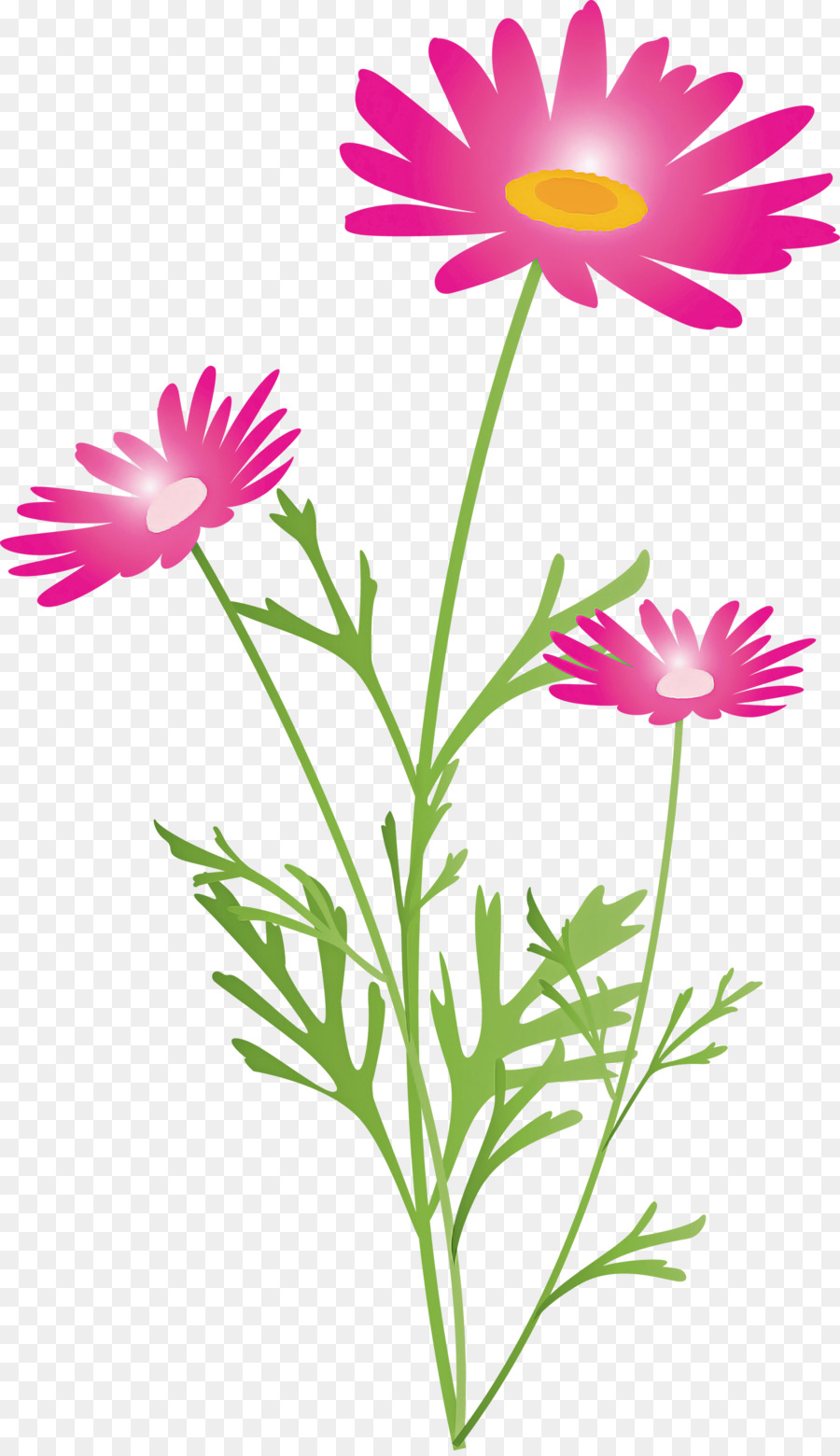 цветок，растение PNG