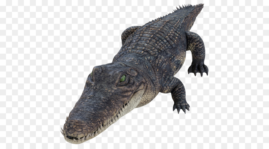 рептилия，аллигатор PNG