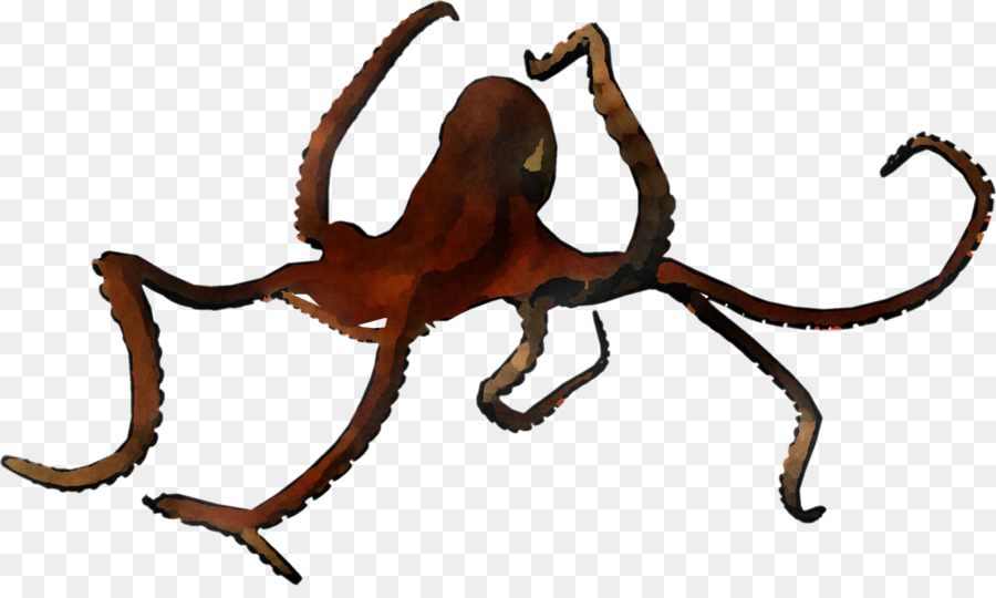 гигантский Тихоокеанский осьминог，Осьминог PNG
