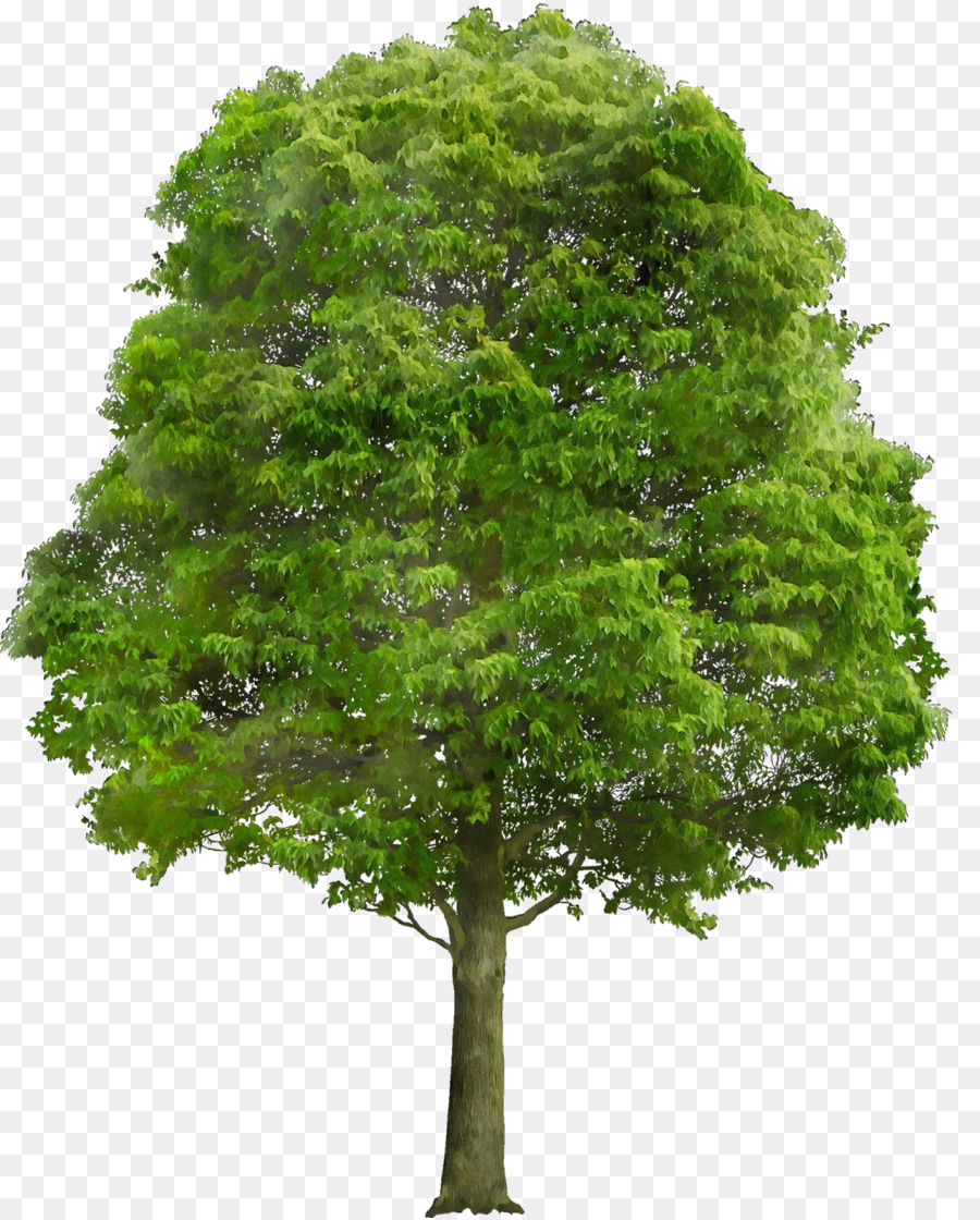 Дерево клипарт на прозрачном фоне