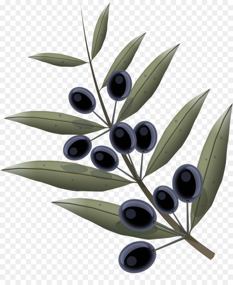 Оливковое，Лист PNG