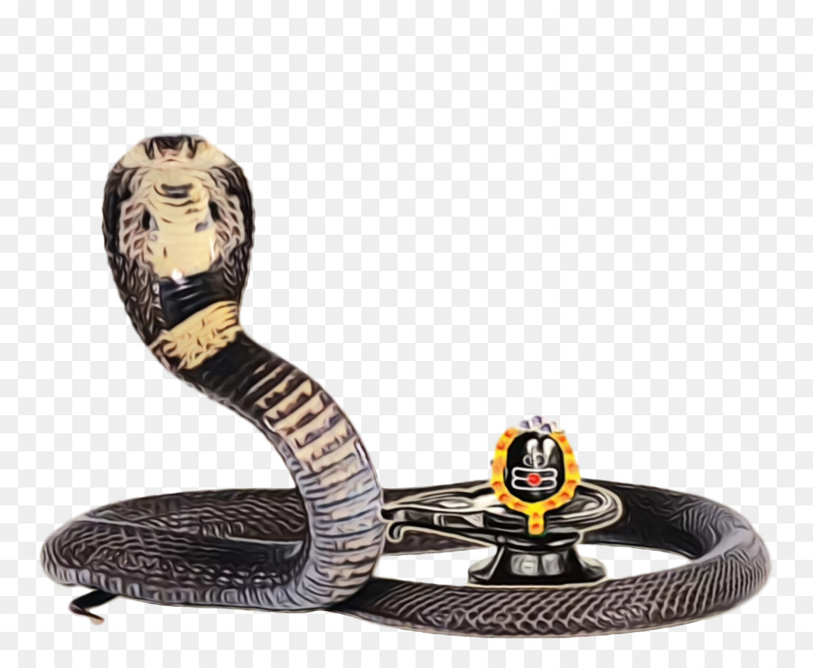 Elapid змеи， PNG