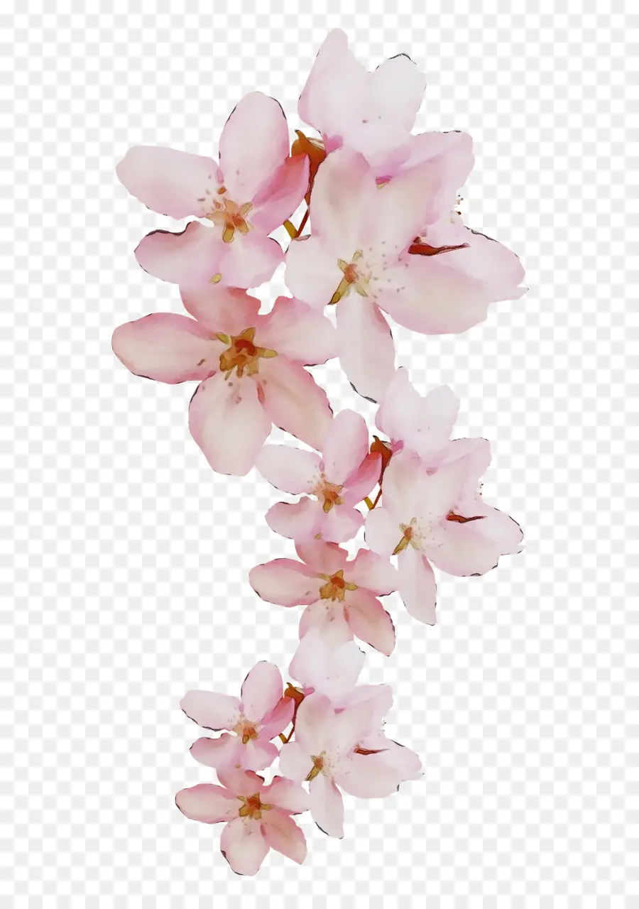 срезанные цветы，вишни PNG