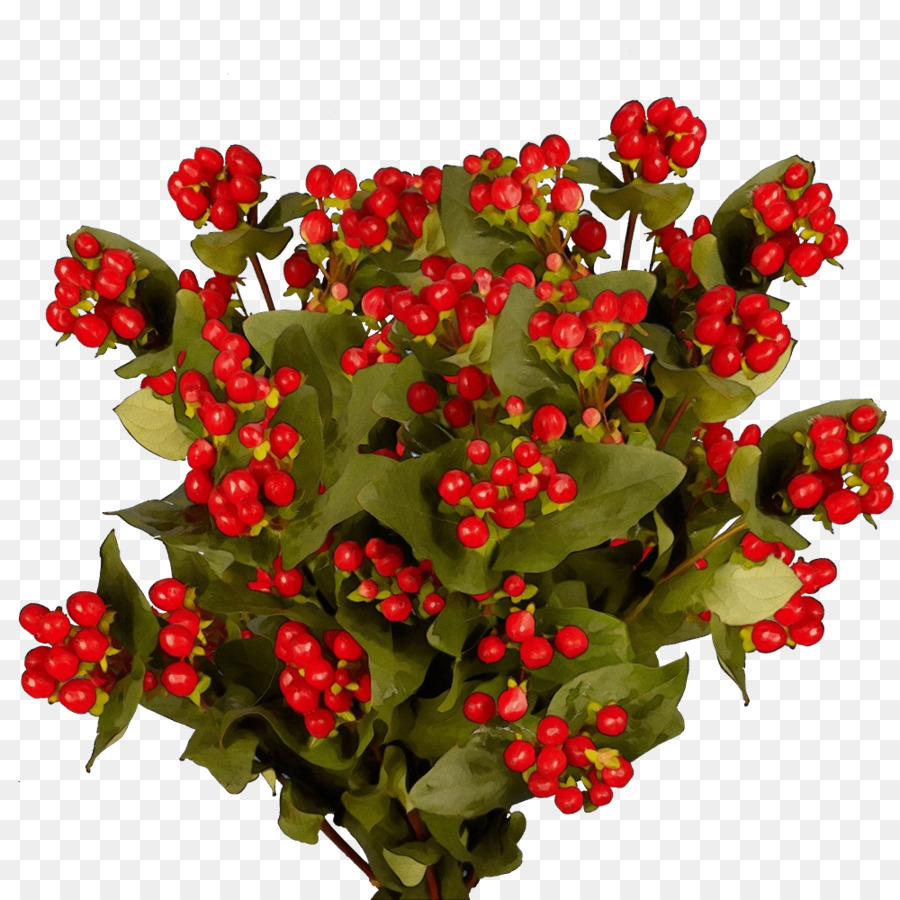 цветок，растения PNG