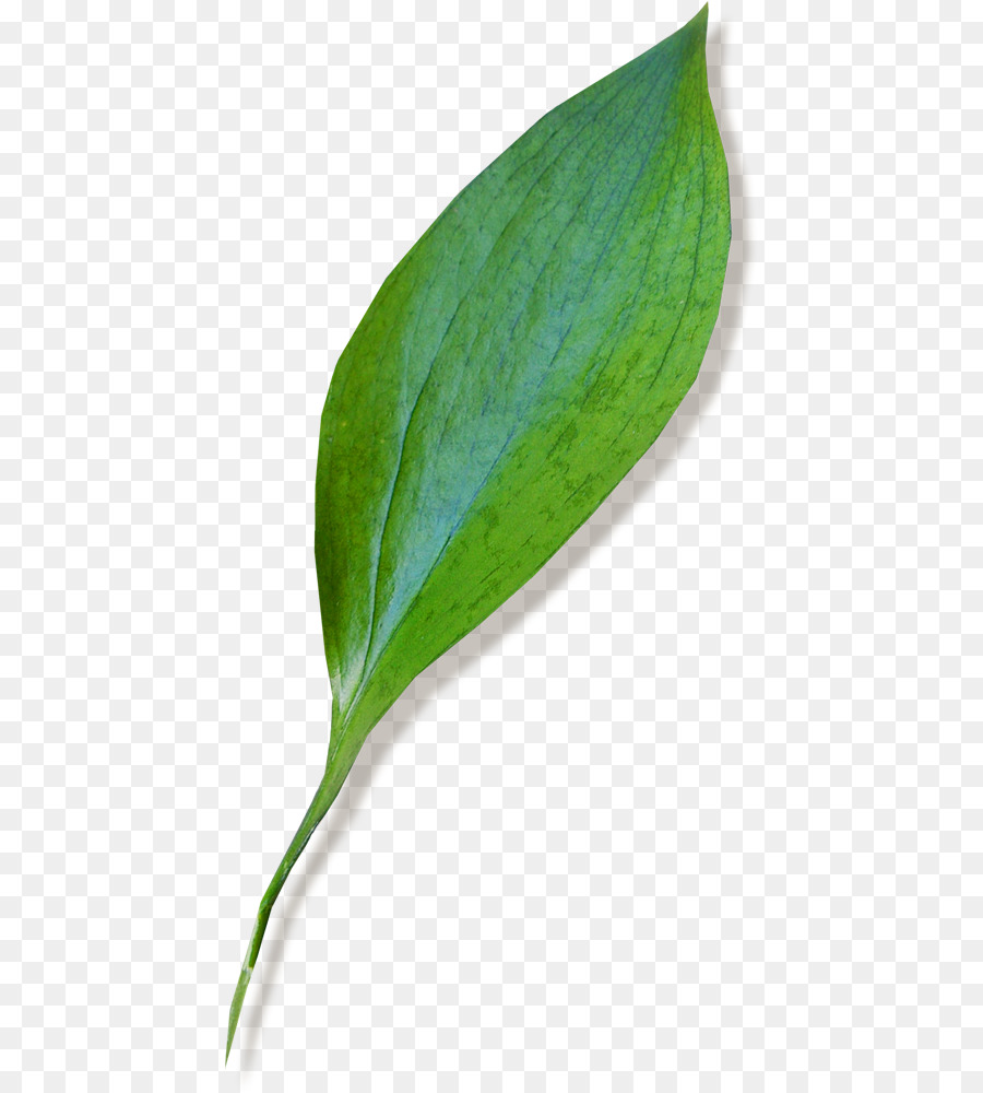 Лист，Стебель растения PNG