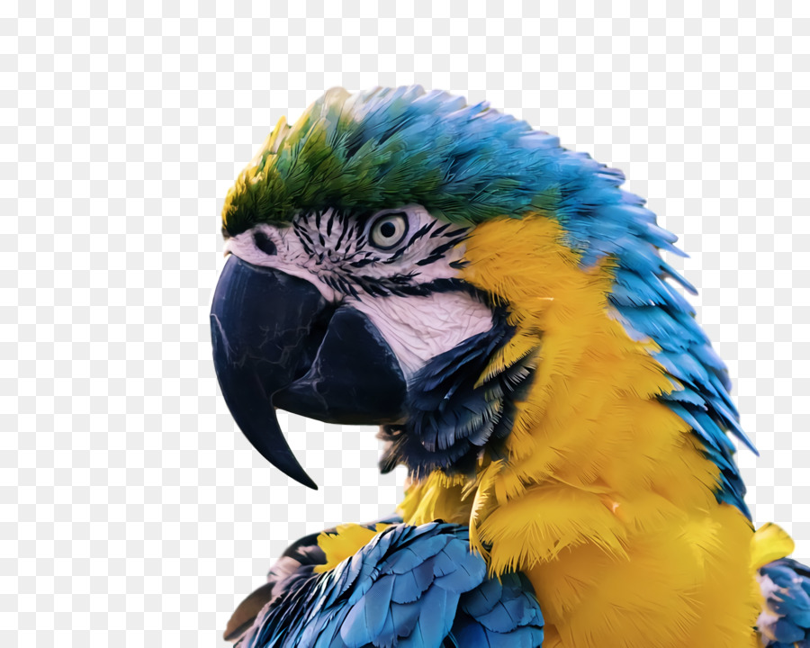 попугаи，птицы PNG