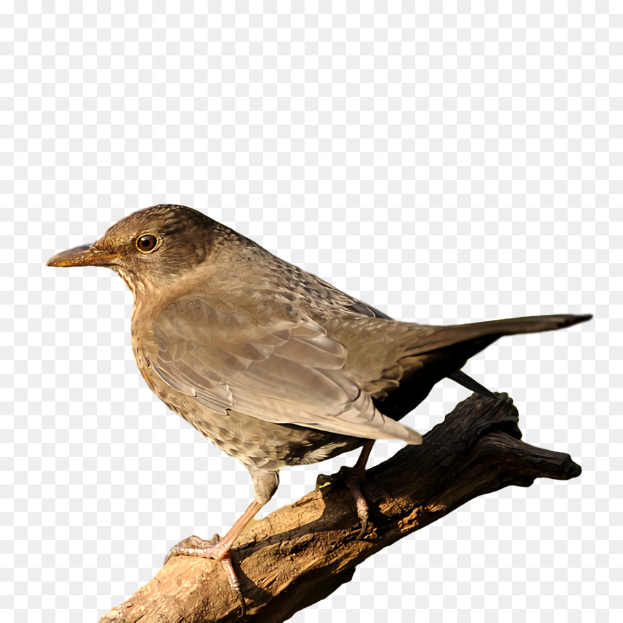 Домовый Воробей，Birds PNG