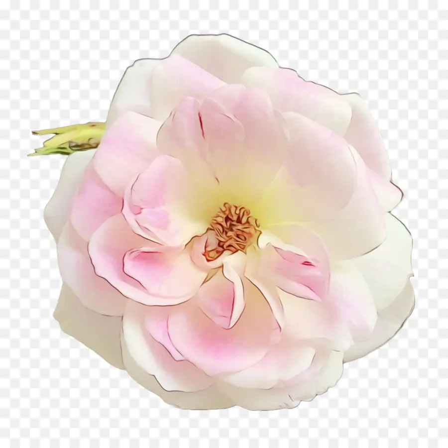 Сад роз，Пион PNG