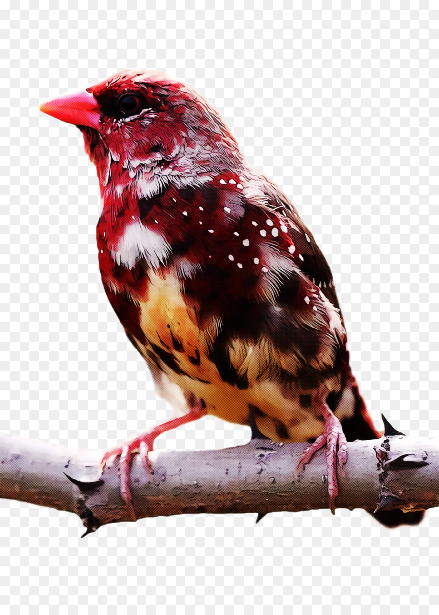 Birds，Fringilla PNG