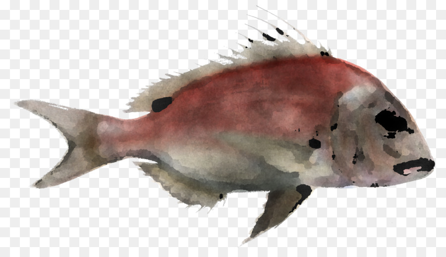 Рыбы，биология PNG