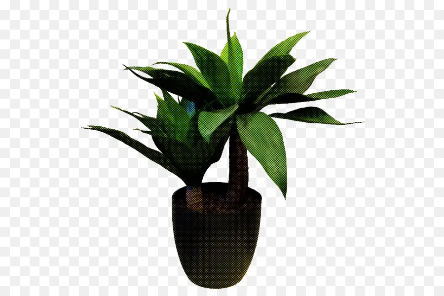 горшок，Комнатное растение PNG