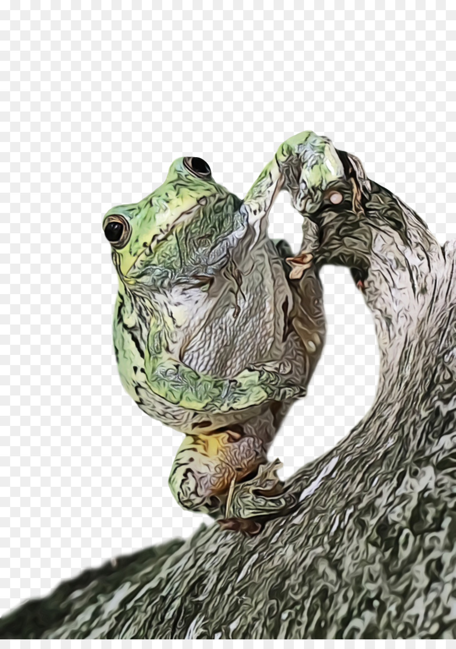 рептилии，настоящая лягушка PNG