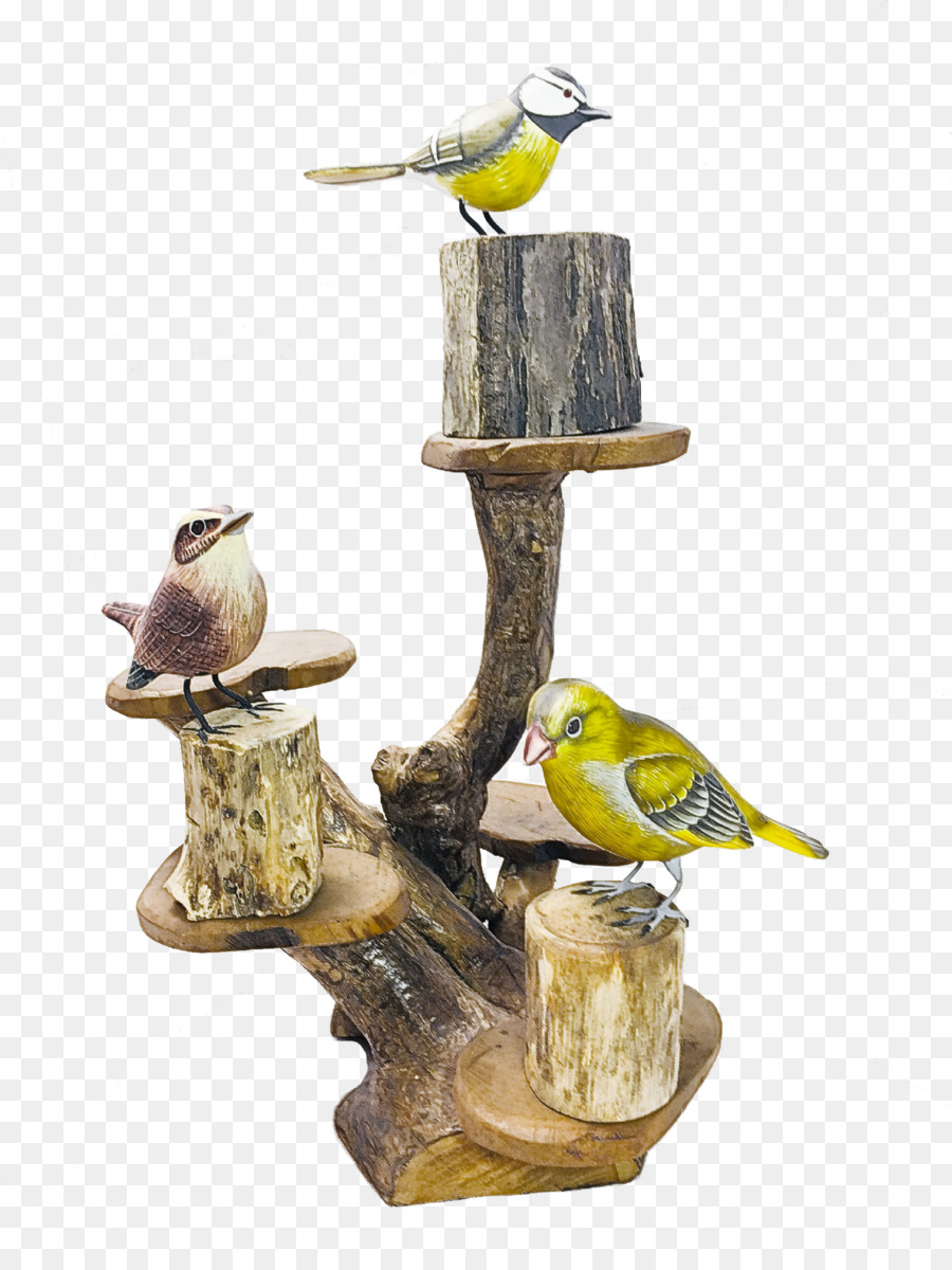 Birds，биология PNG