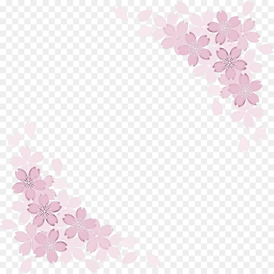 Сакура，вишня в цвету PNG
