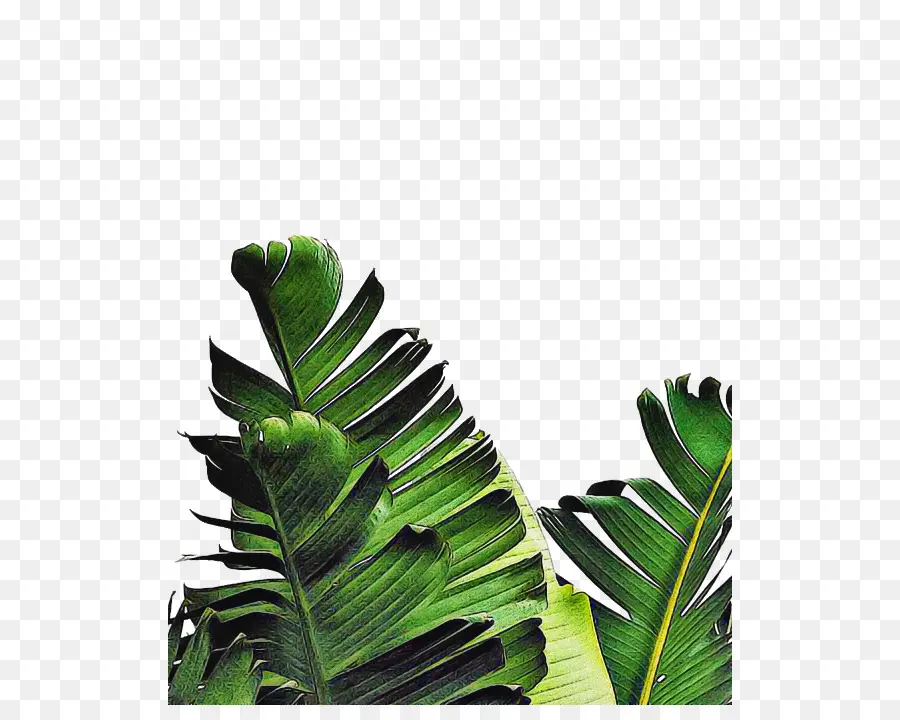лист，пальмовые деревья PNG
