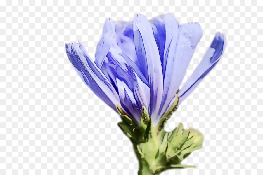 крокус，фиолетовый PNG