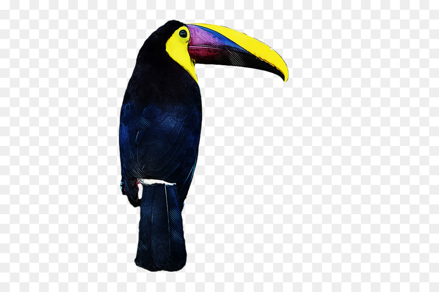 Туканы，птицы PNG
