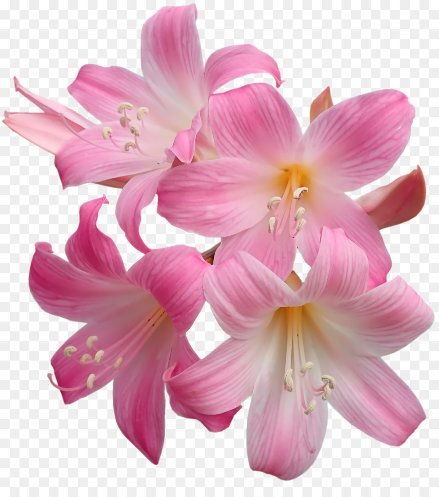 амариллис，срезанные цветы PNG