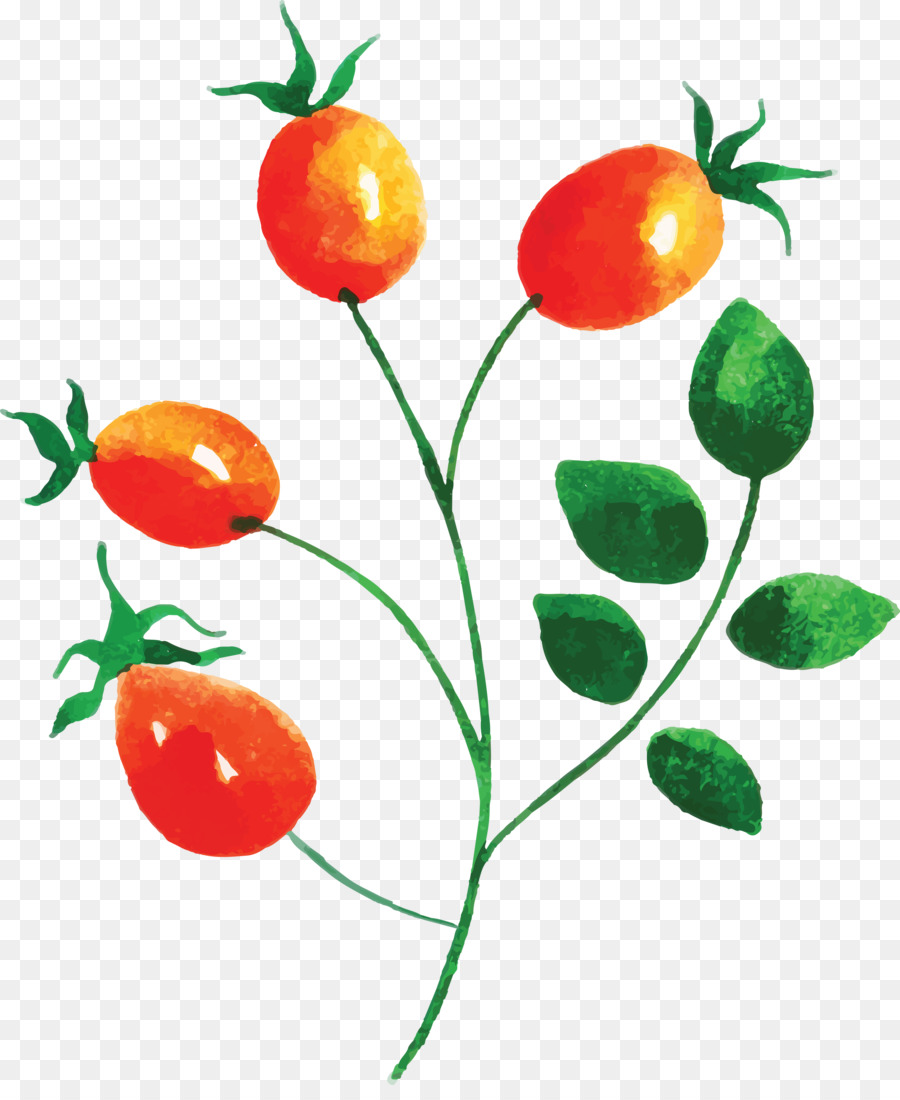 помидор，натуральные продукты PNG