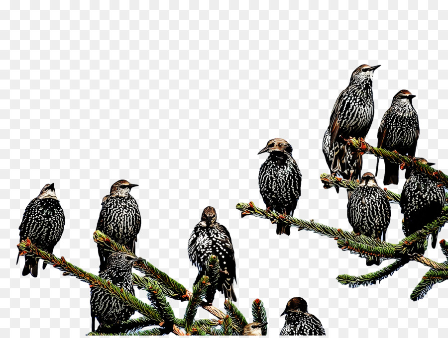 Birds，обыкновенный канюк PNG