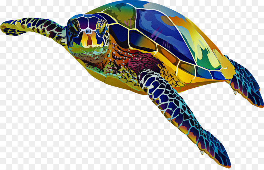 Loggerhead Sea Turtle，черепахи PNG