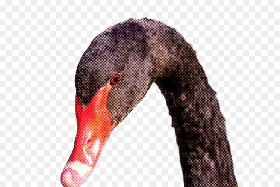 птицы，черный лебедь PNG
