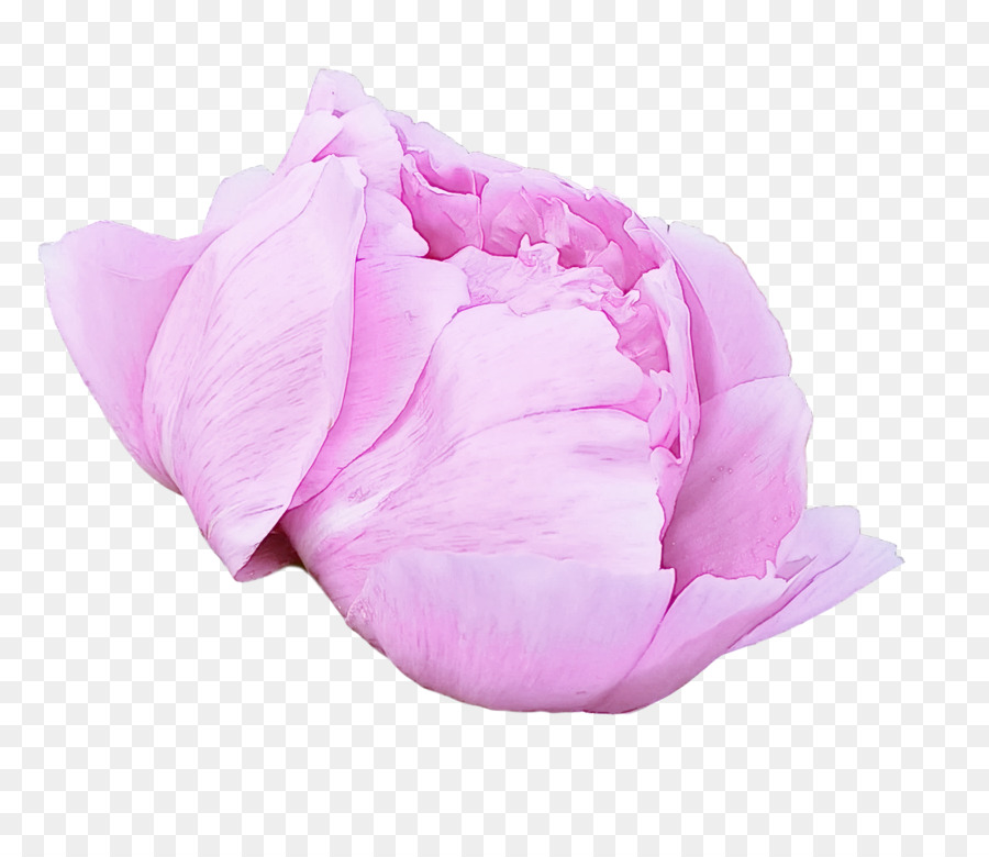 Роза，срезанные цветы PNG