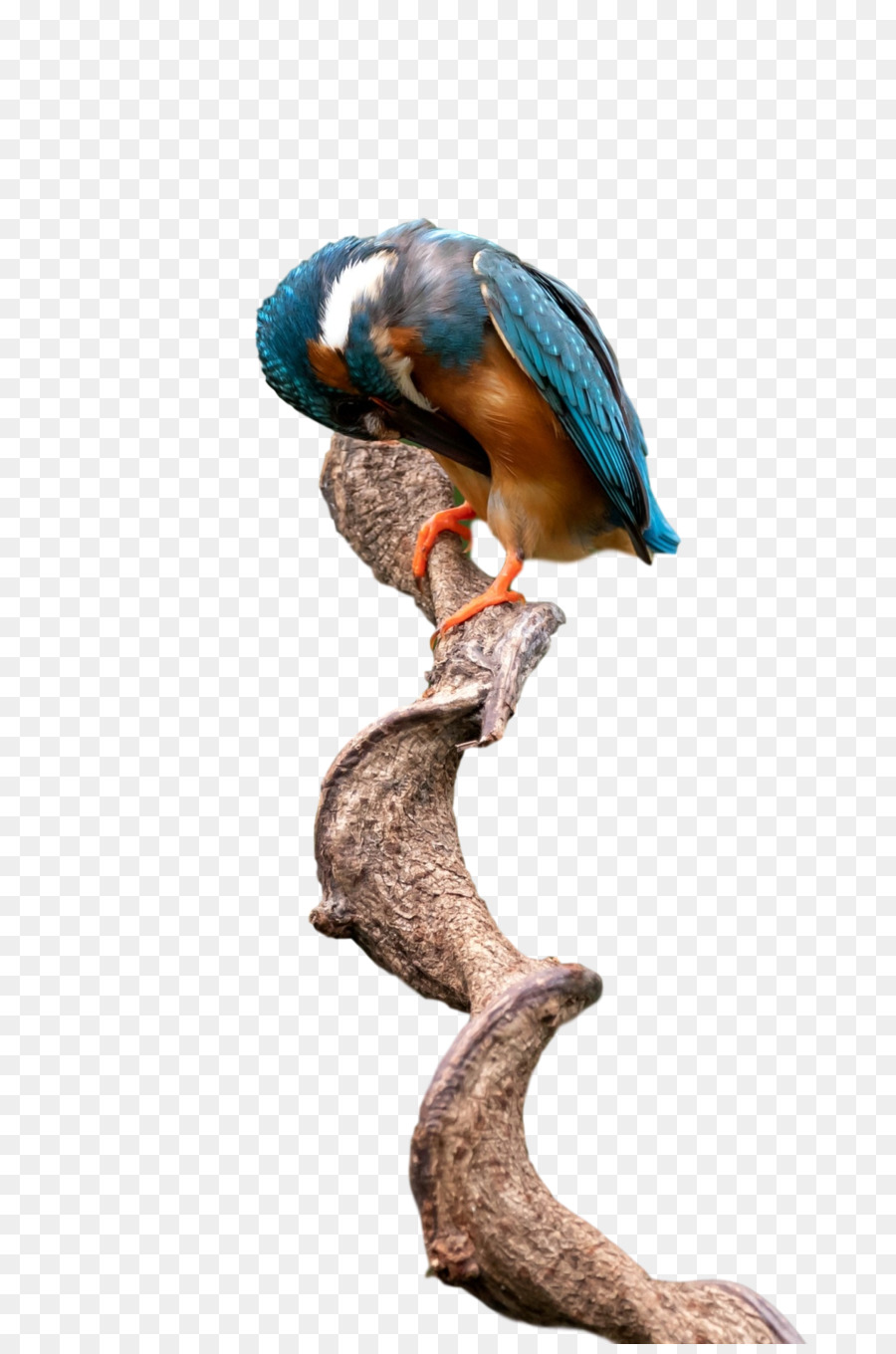 Birds，Клюв PNG