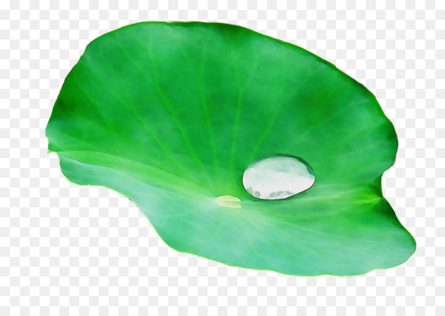 Лист，зеленый PNG