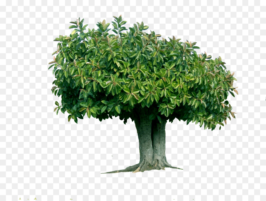 дерево，резиновая фиг PNG