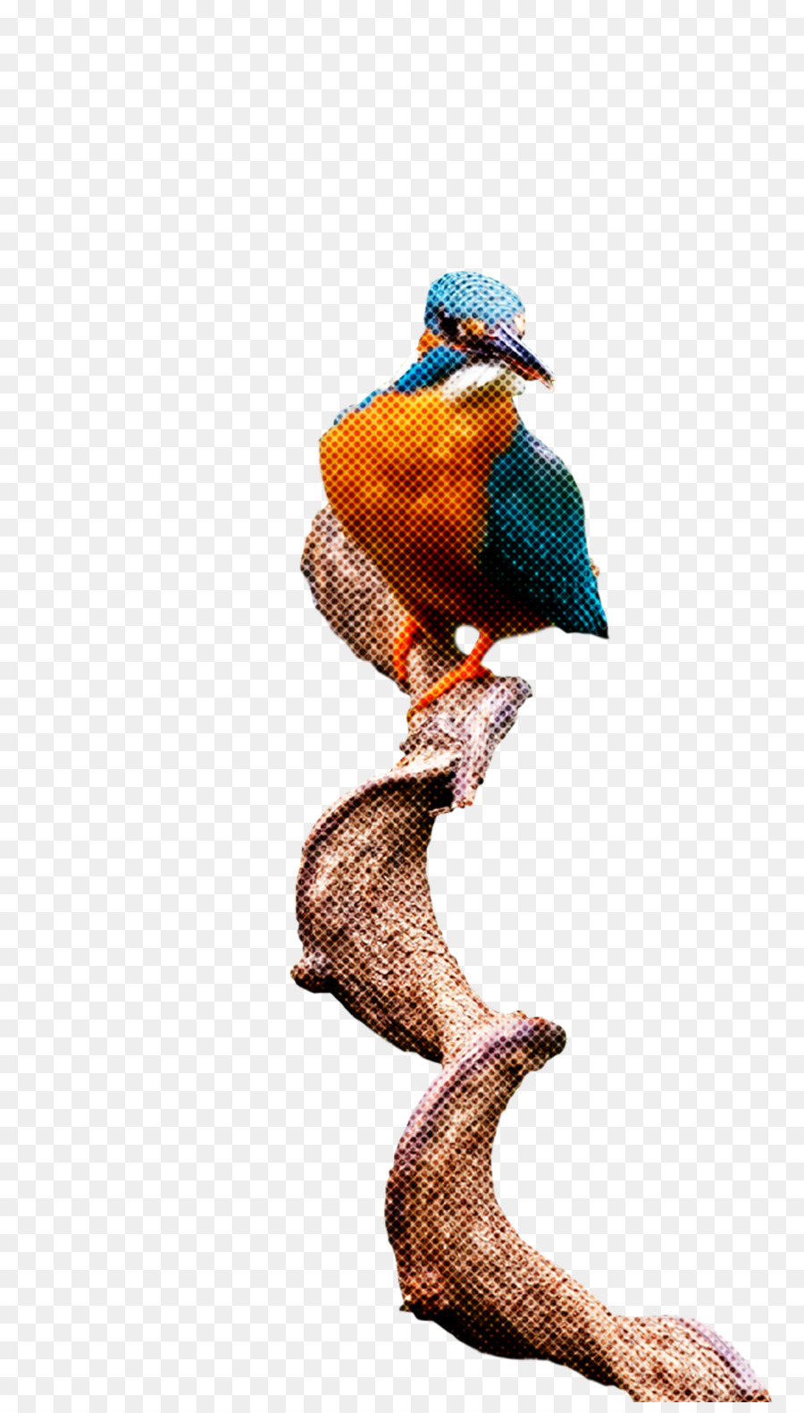 Birds，Клюв PNG