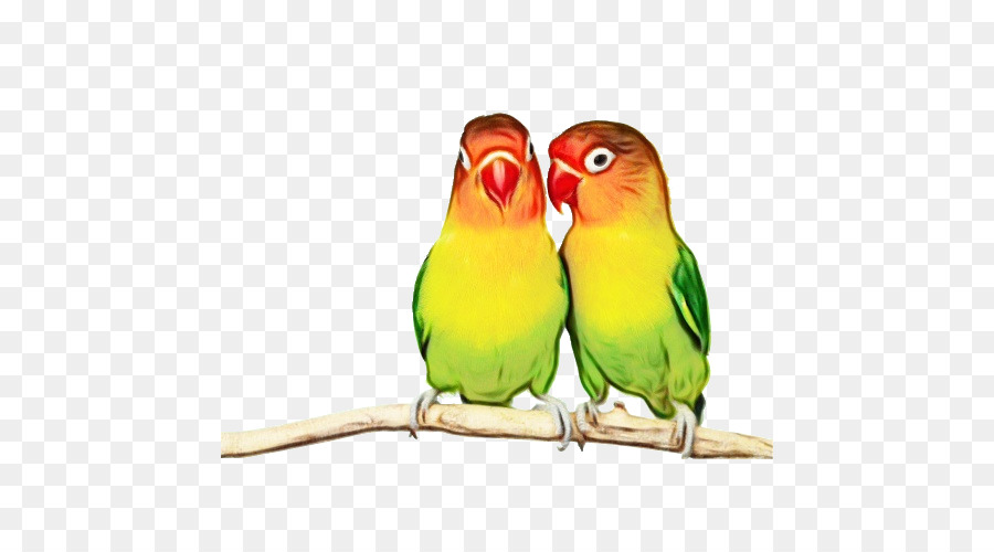 Волнистый попугайчик，Birds PNG