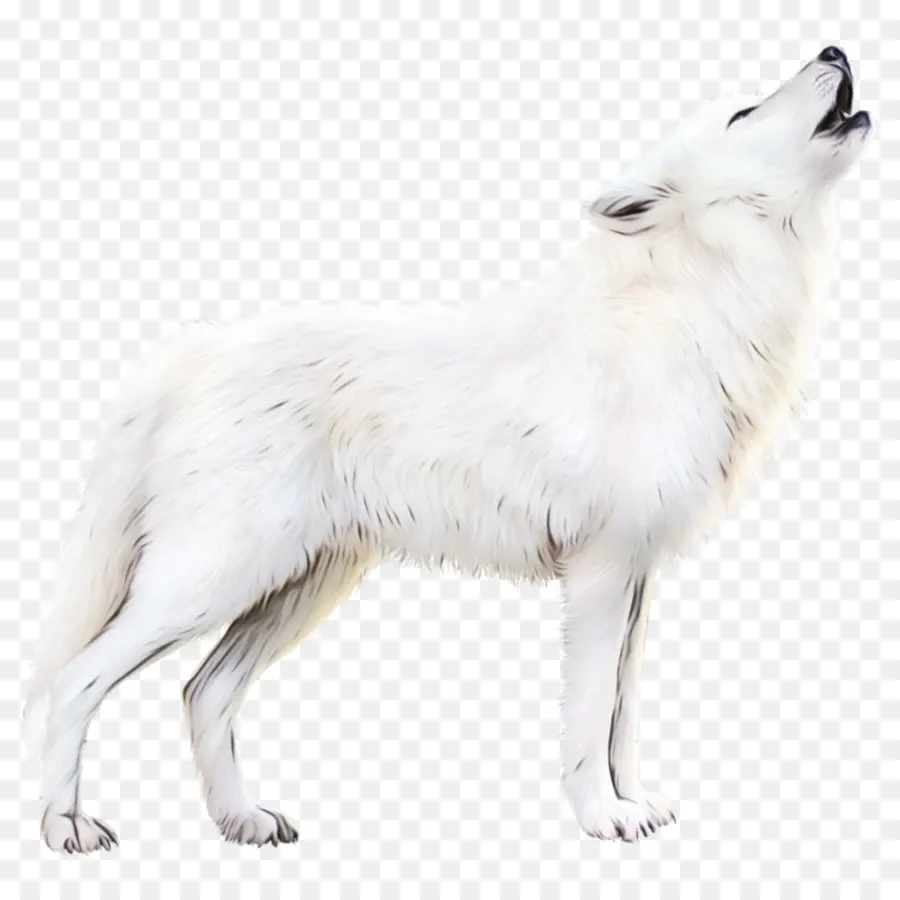 Канадская Эскимосская Собака，Белая швейцарская овчарка PNG