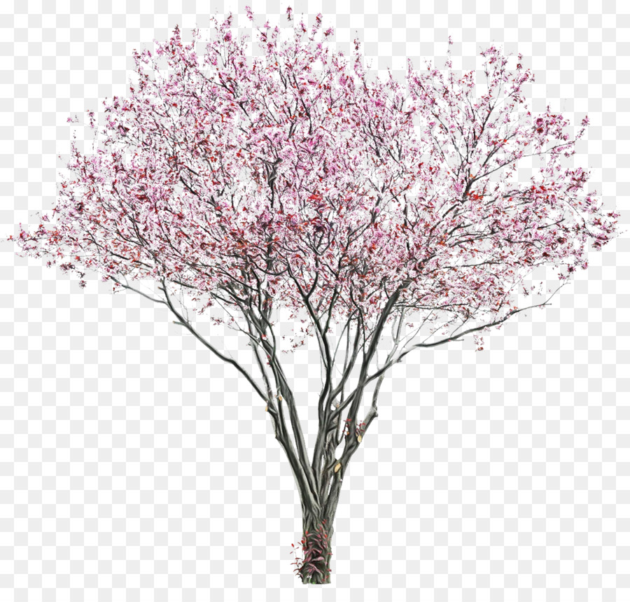 вишни，цветение PNG