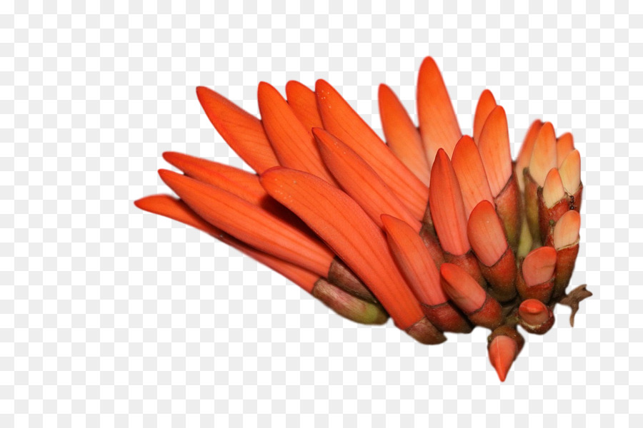 моркови，Овощ PNG