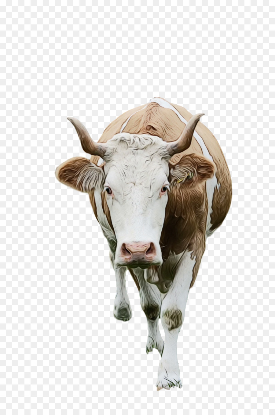 Техасский Лонгхорн，Молочный скот PNG