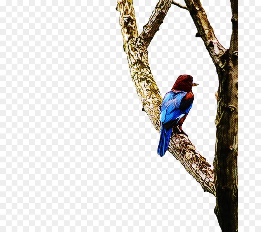 Ара，Birds PNG